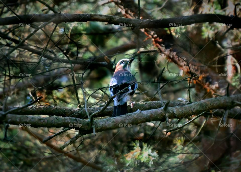 forest bird