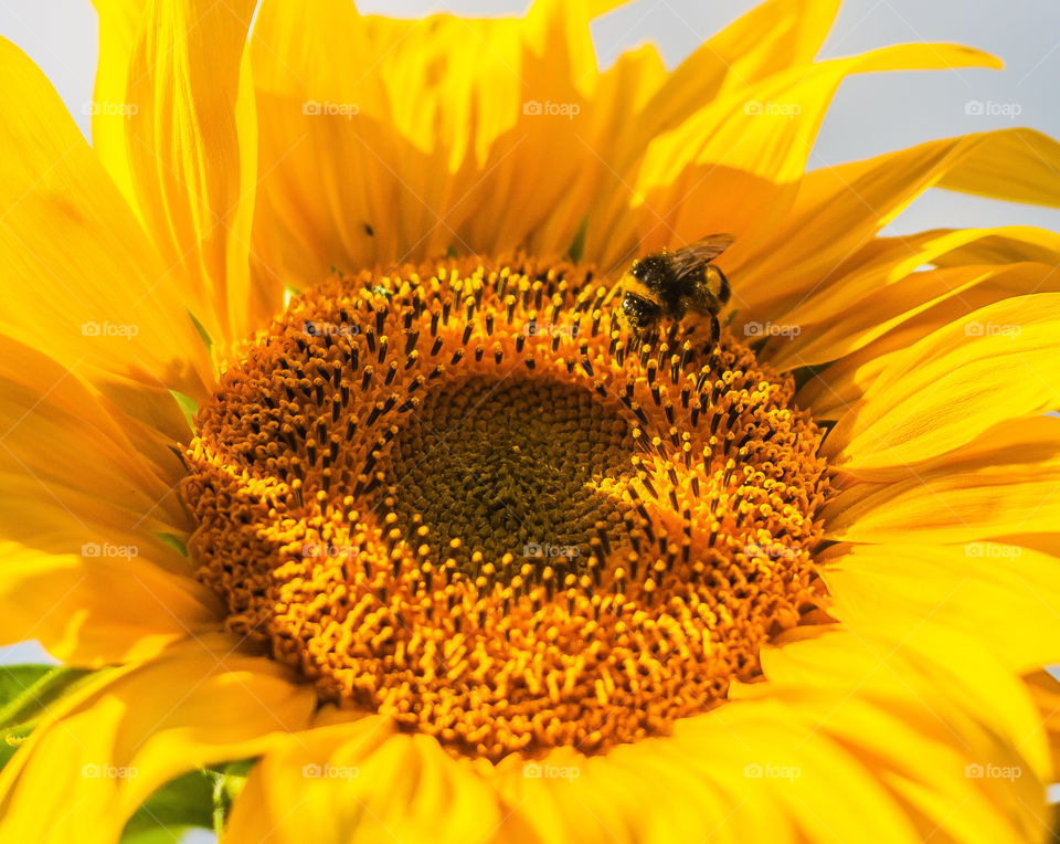 A bee covers himself in pollen on the head of a sunflower