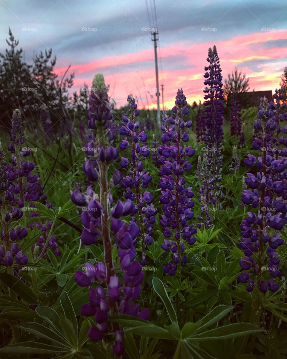 Lupine 