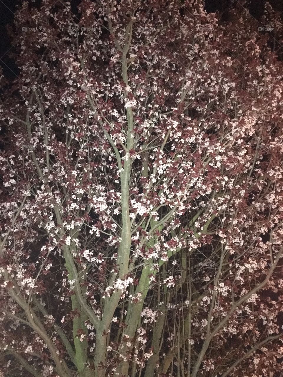 Night blossom