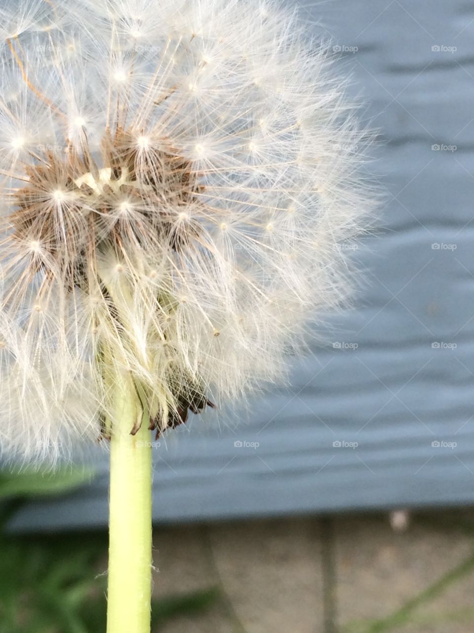Dandelions 