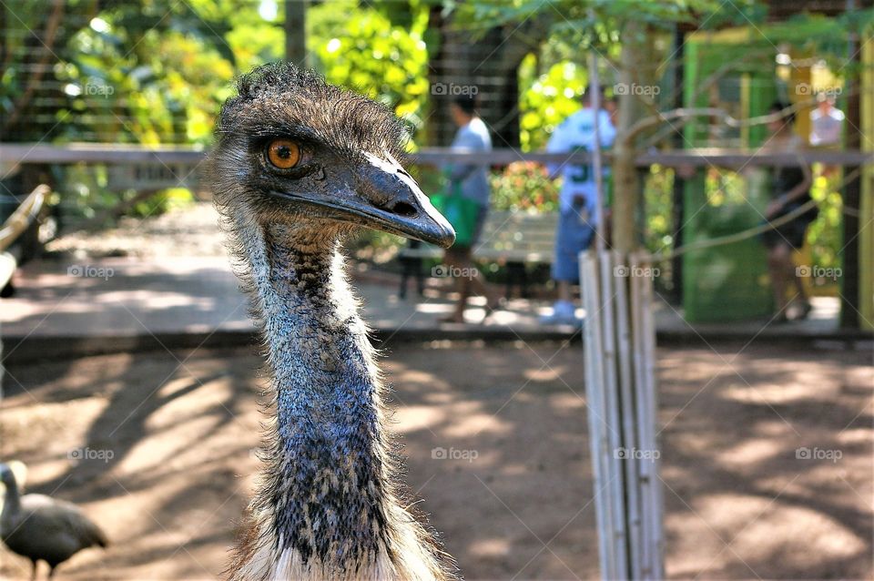 Emu