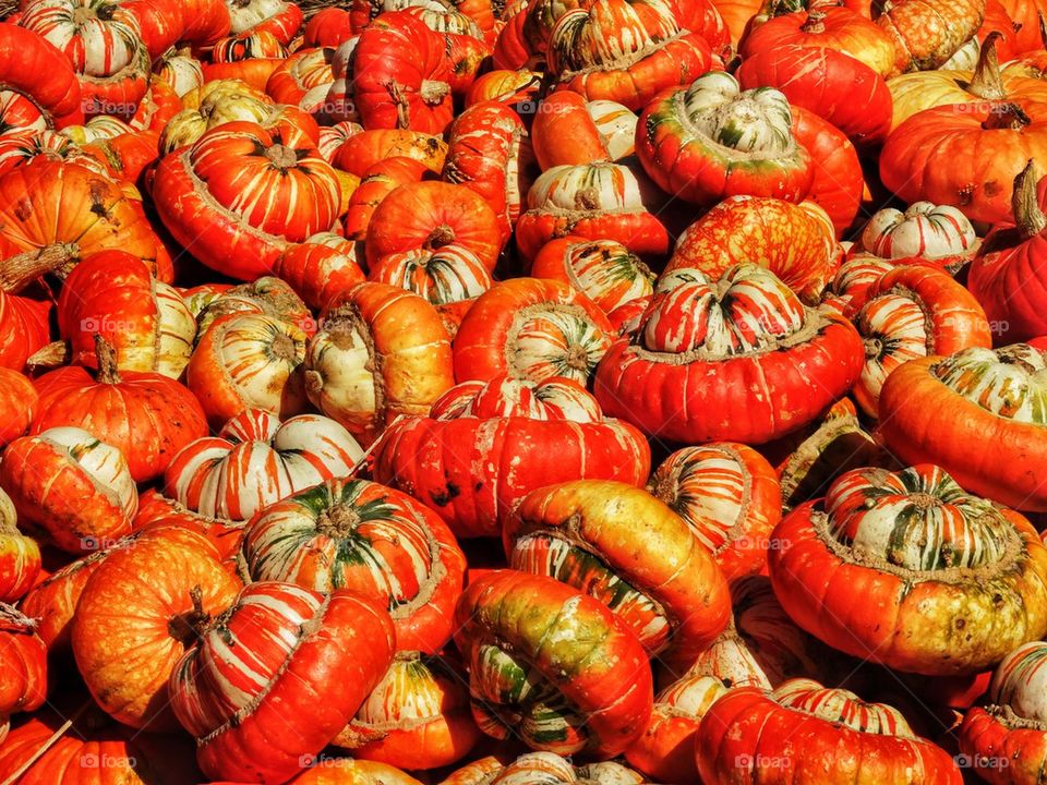 bright orange pumpkins in October 