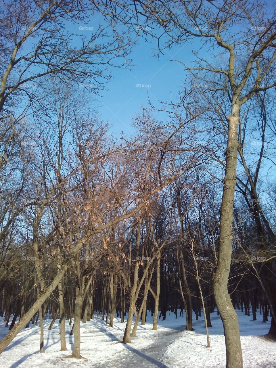 Tree, Wood, Landscape, No Person, Winter