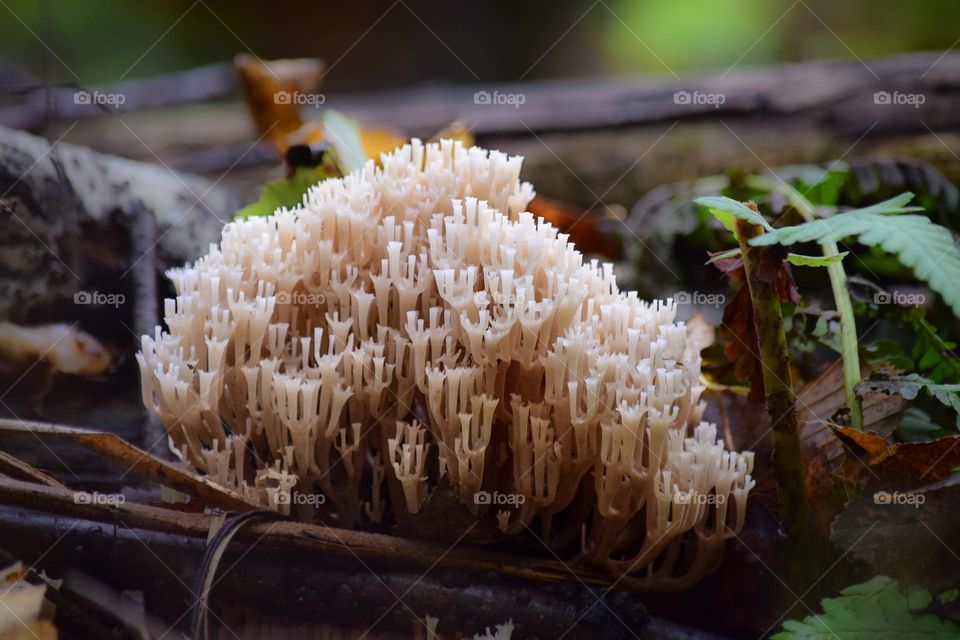 Magic mushroom in the forest 