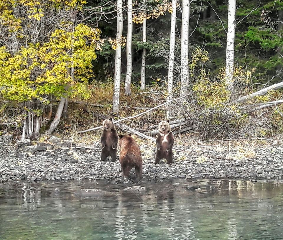 Grizzly bears, Chilko Lake