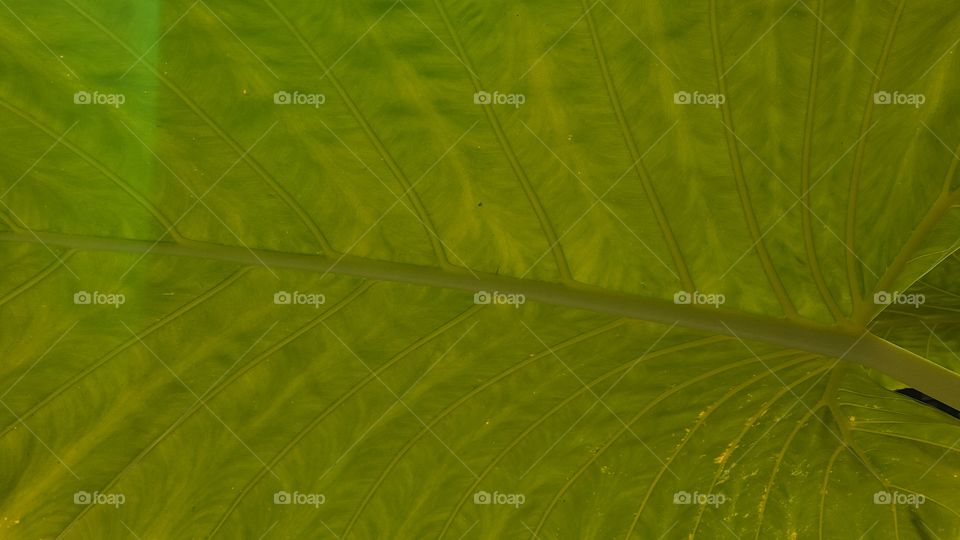 leaf background