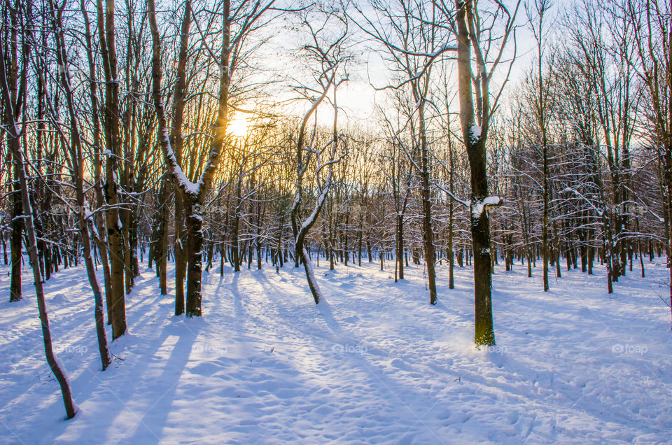 winter landscape