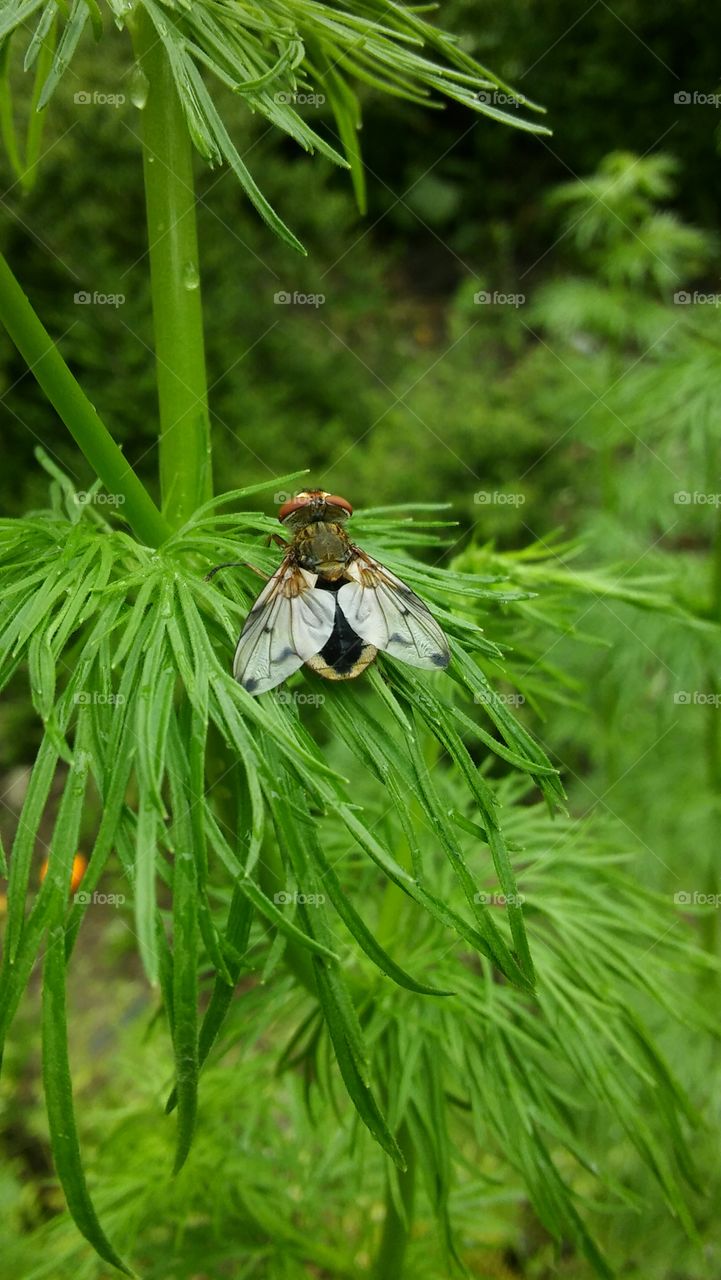 Si, es solo una mosca, pero es una accion muy comun en nuestros bosques que se ponsen insectos en las plantas y que se le pueda sacar un partido tan vivo y natural...Increible.