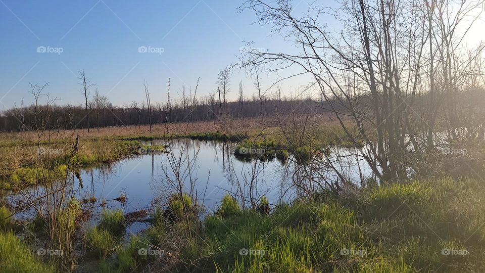 Wetlands Along the Bike Trail