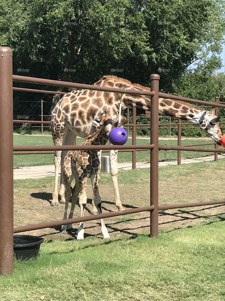 Baby Giraffe with mom at Tulsa, OK zoo