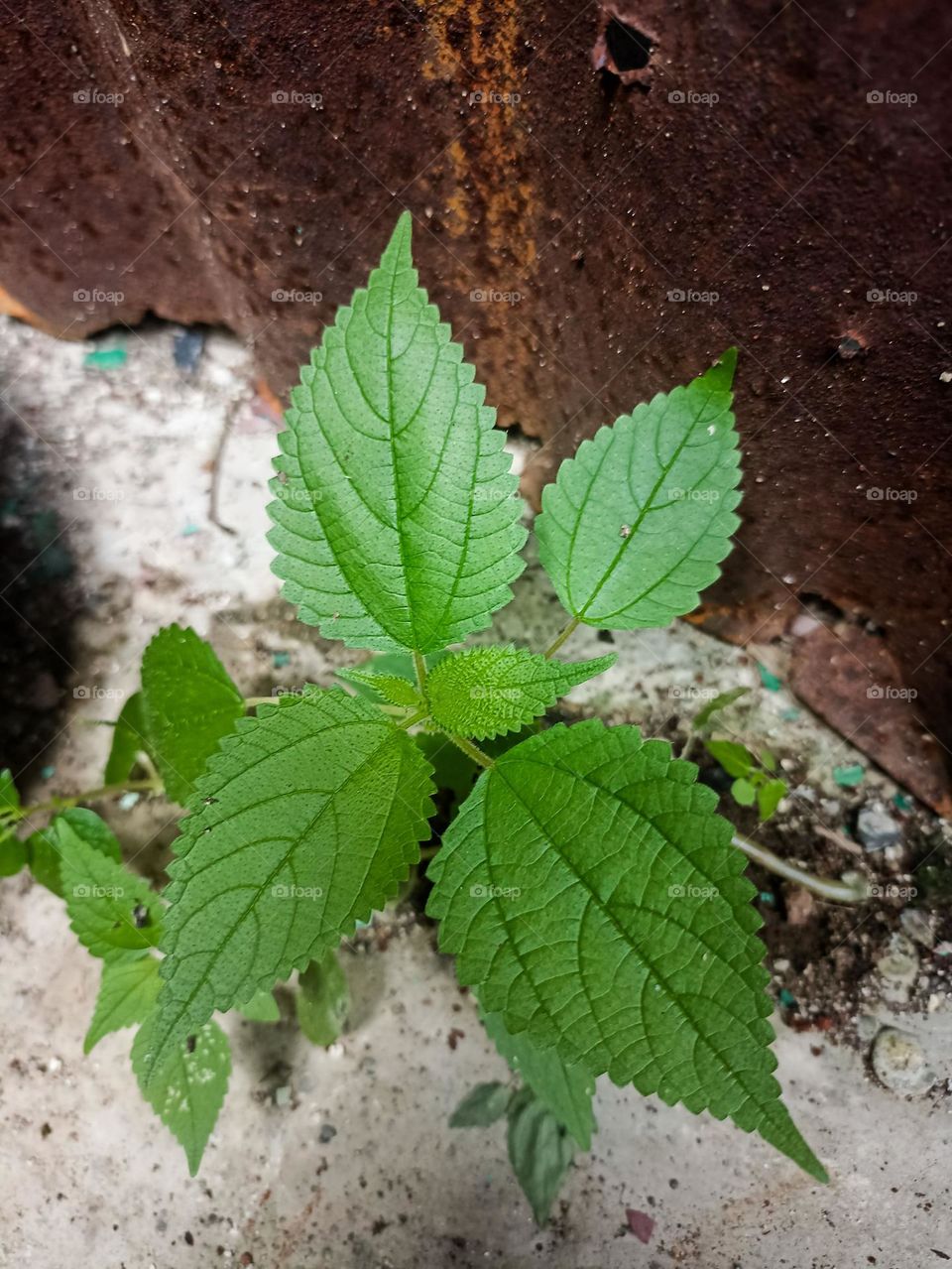 Close-up of a young green plant with leaves shaped like a heart, growing near a weathered stone wall in high angle view