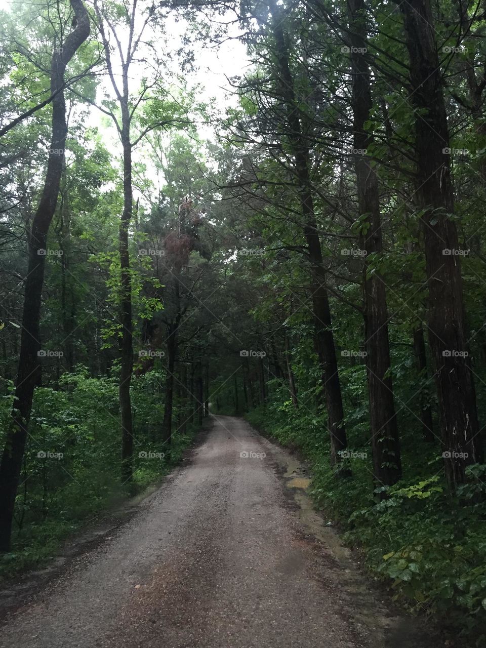 Strolling through the woods as the skies begin to darken with the oncoming storm