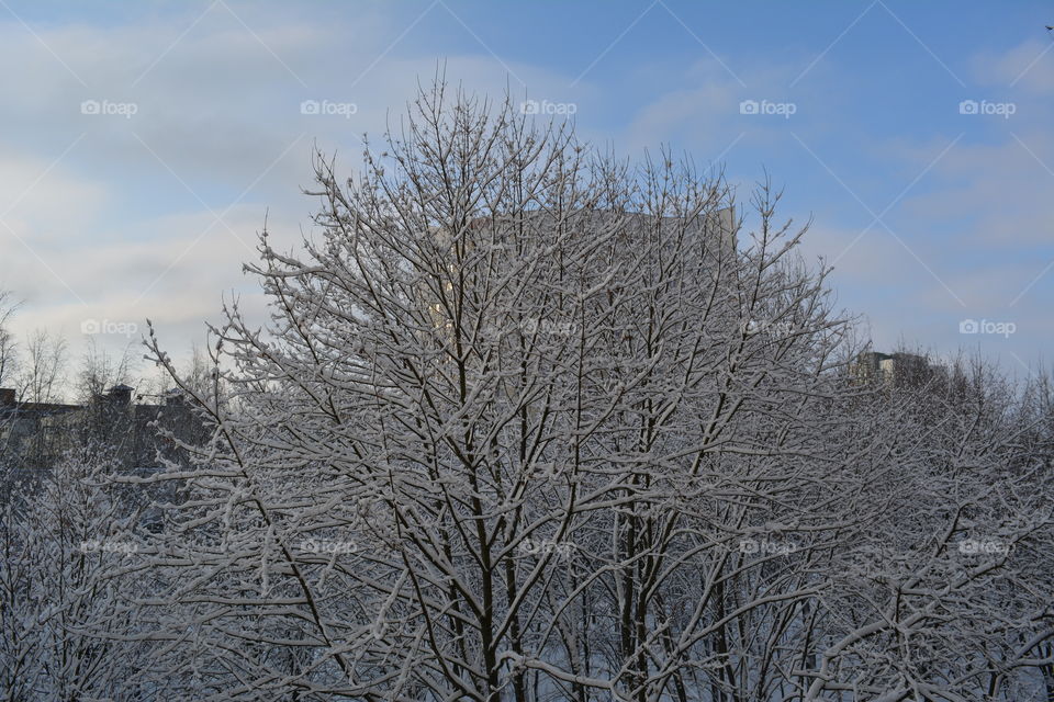 Winter, Snow, Frost, Cold, Tree