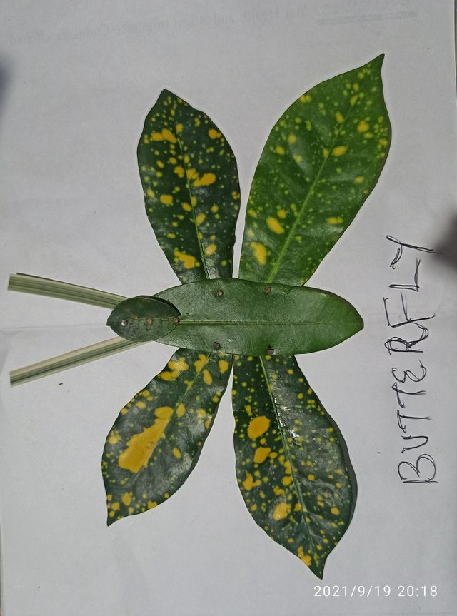 leaf art