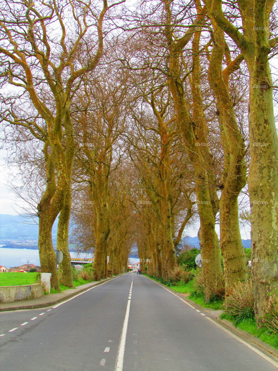 red tree road