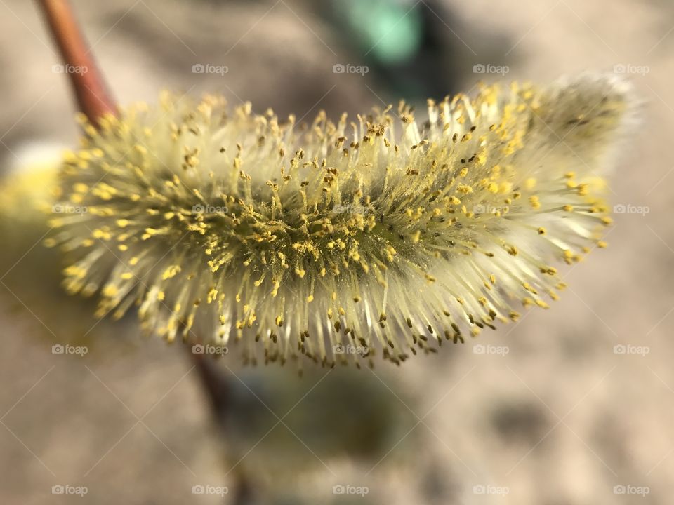 Extreme close-up of flower