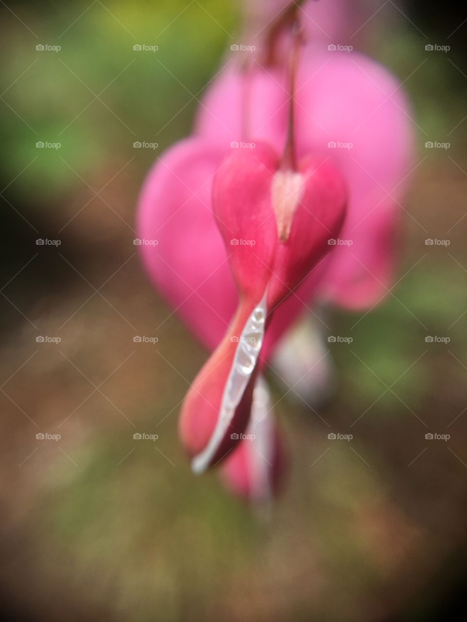 Bleeding heart