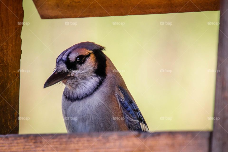 Blue jay in a bird feeder