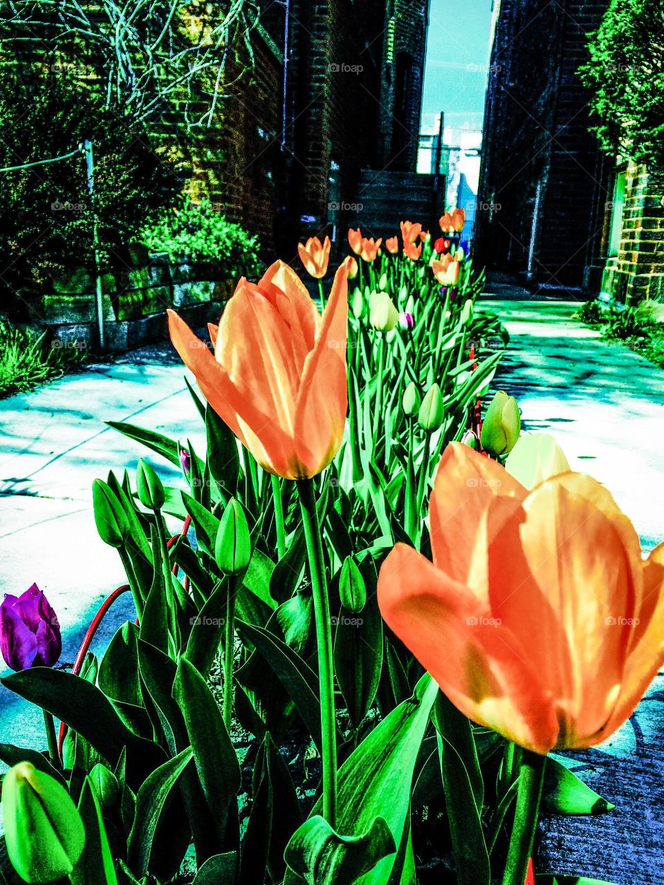 Springtime in the city . The tulips are in bloom, spring is trying hard, the sun is shining bright, only if the temperature would cooperate.