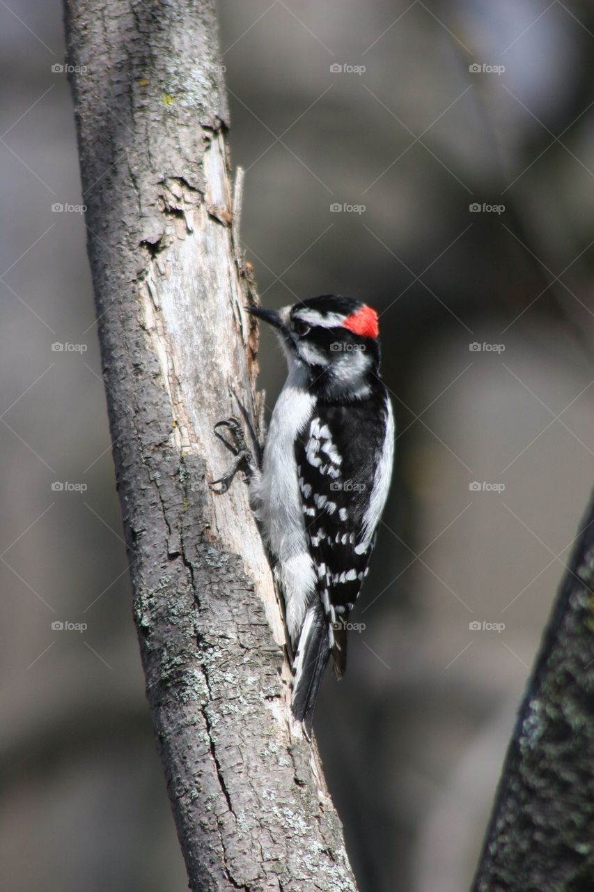 High angel view of bird on branch