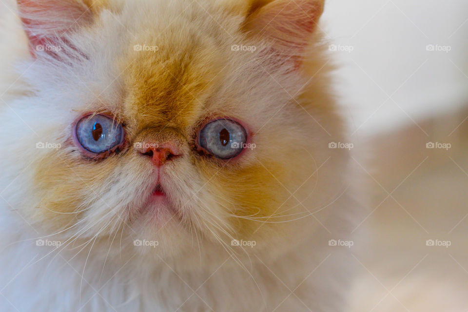 Stare of a blue-eyed cat.