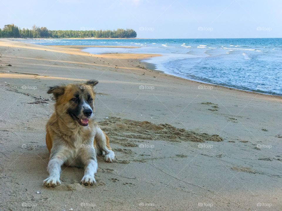A dog on tropical sandy beach in Thailand
