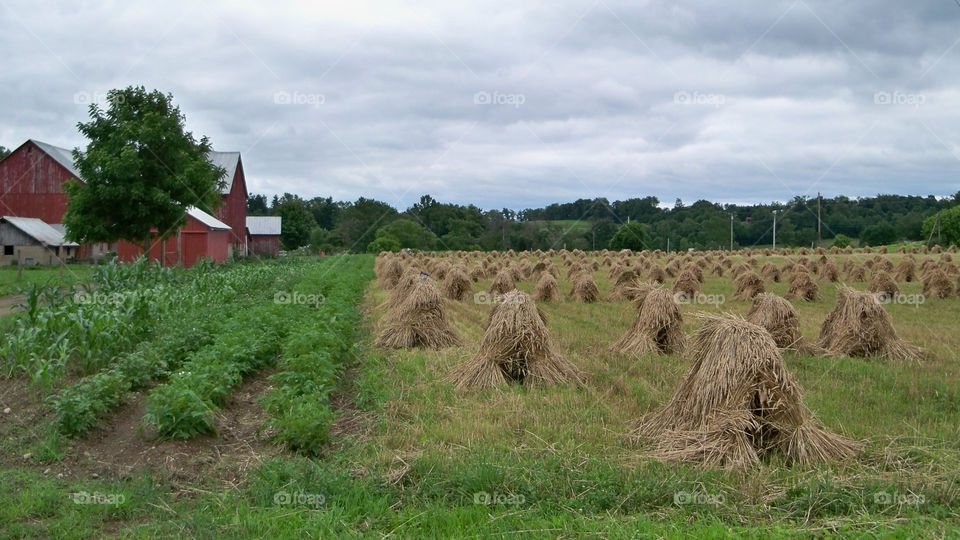 Amish Wheat Harvest.