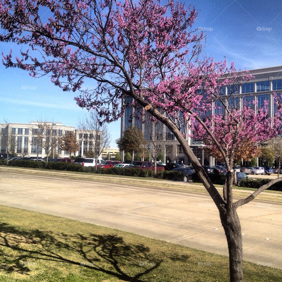 spring pink tree office by jaedelrey