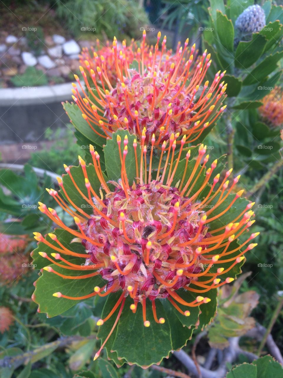 Pincushion Protea flowers in full bloom in Winter at Kirstenbosch Botanical garden in Cape Town South Africa 