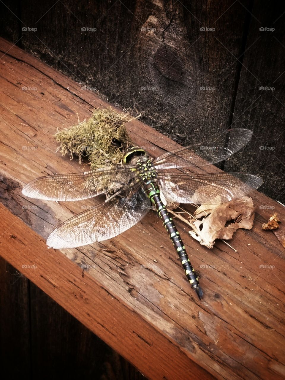 dragonfly on fence