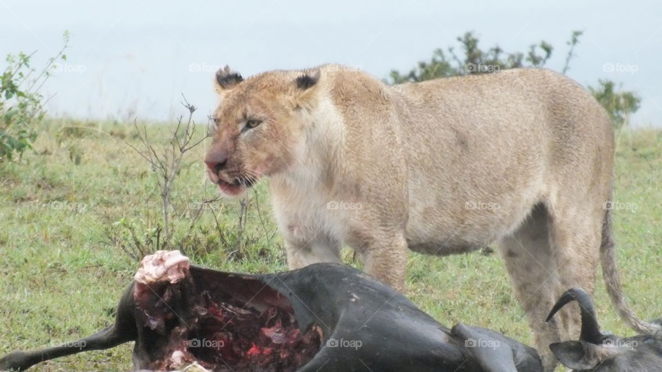 Lioness with a kill