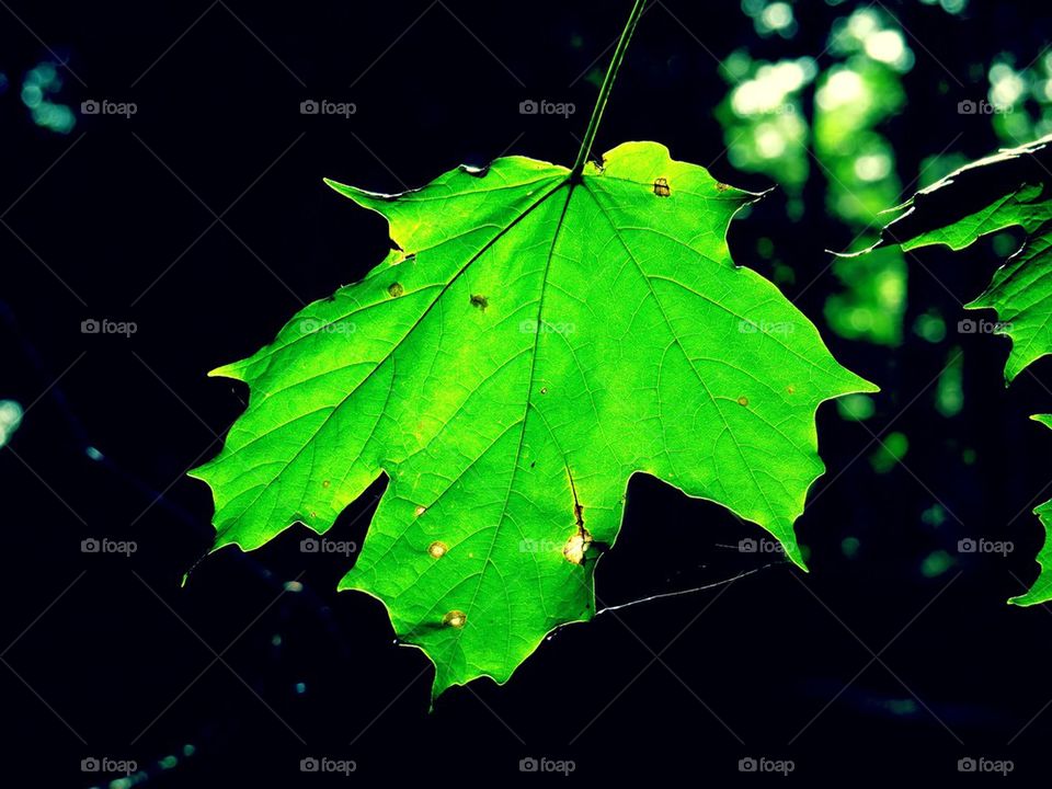 Illuminated Leaf