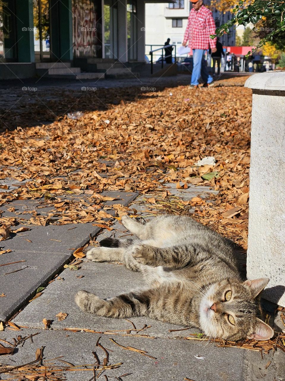 enjoyment in the sun and a fallen leaf