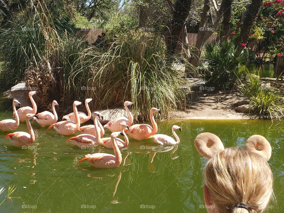 beautiful flamingoes