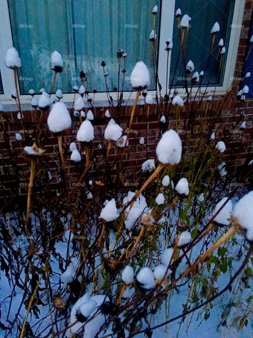 Snowy coneflowers