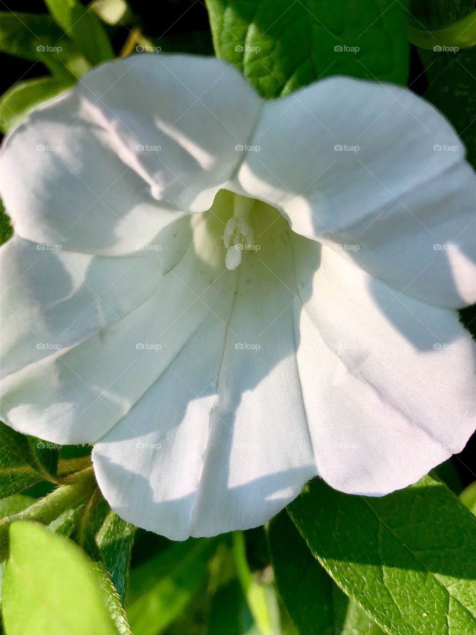 White flower at sunrise