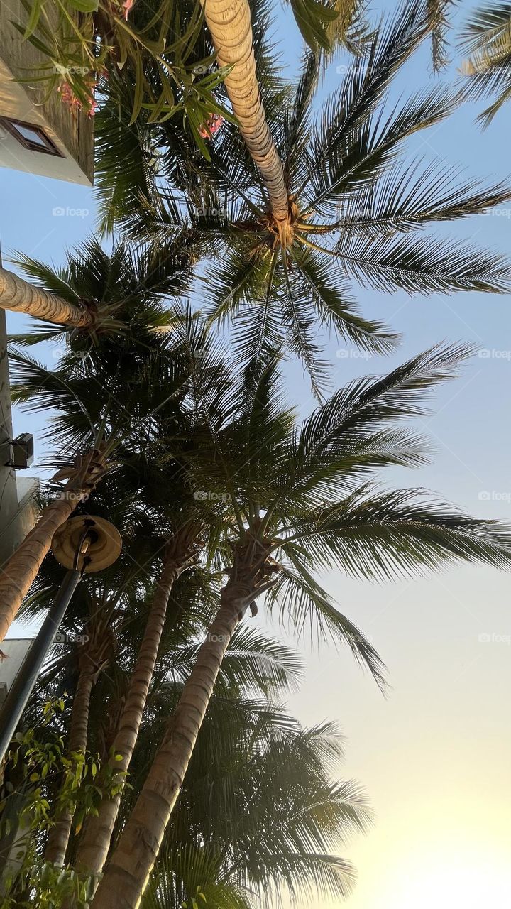 Wild and free just like a palm tree.