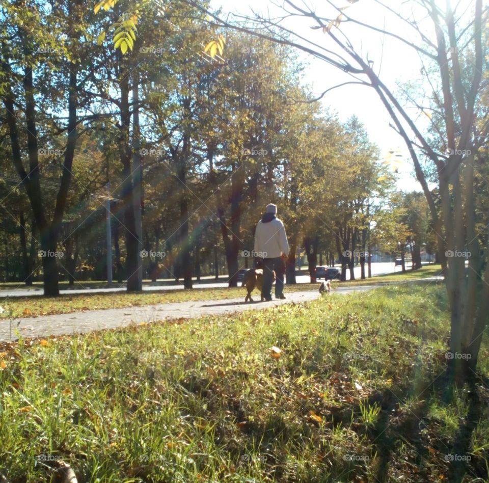 man and dogs walk in park