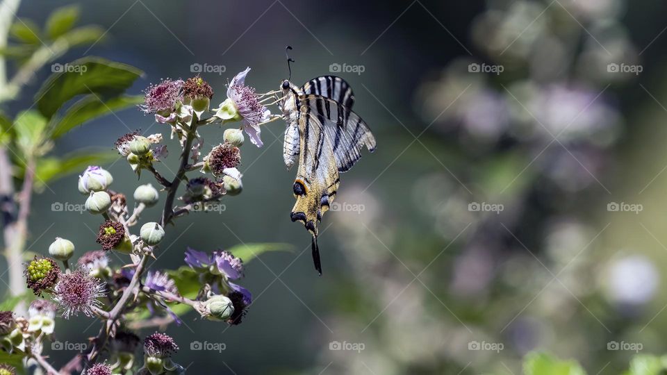 Iphiclides podalirius
La podalirio