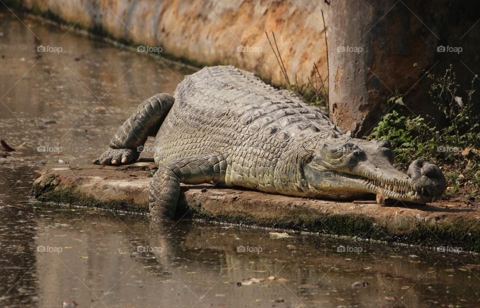 crocodile 
A big Crocodile or alligator.