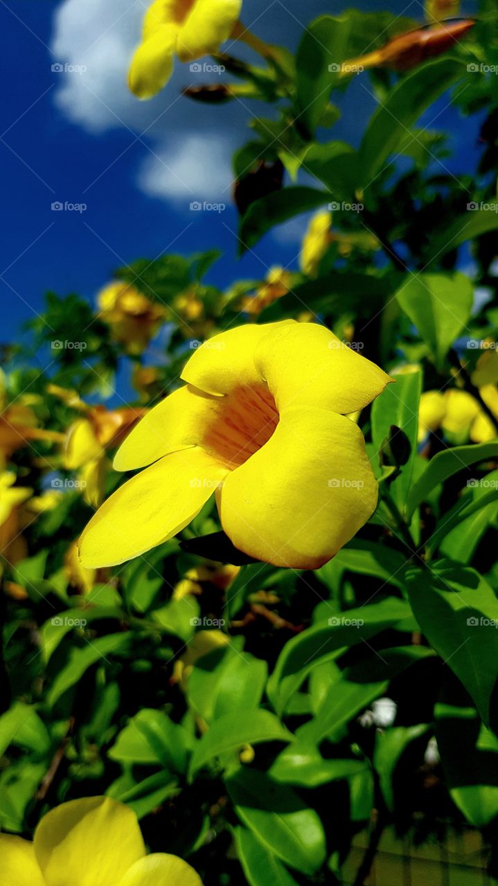 yellow bell flowers