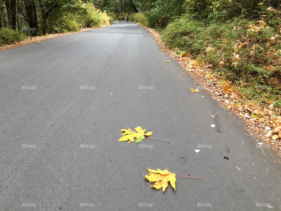 Empty road in forest