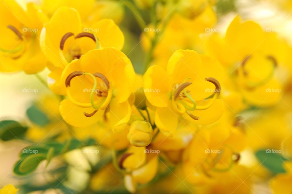 Reaching yellow flower