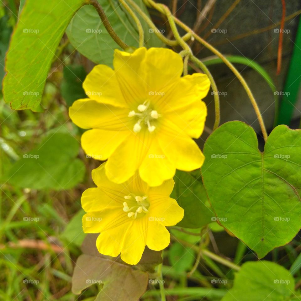 Yellow flowers on the garden