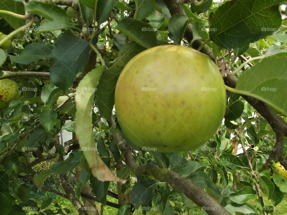 Eating Apple