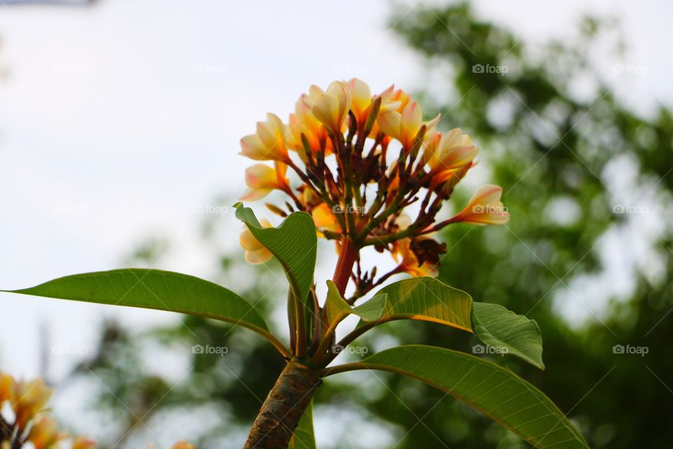 Chembakam flower