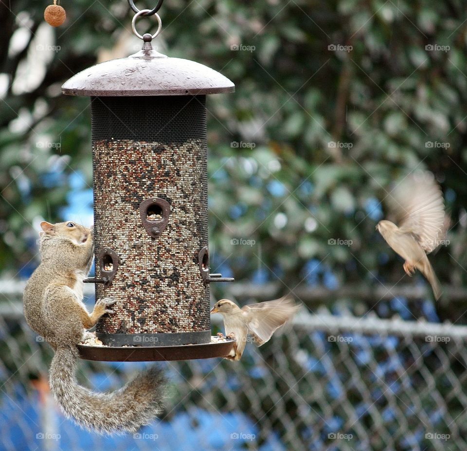 Bird, Eater, Wildlife, Fence, Nest