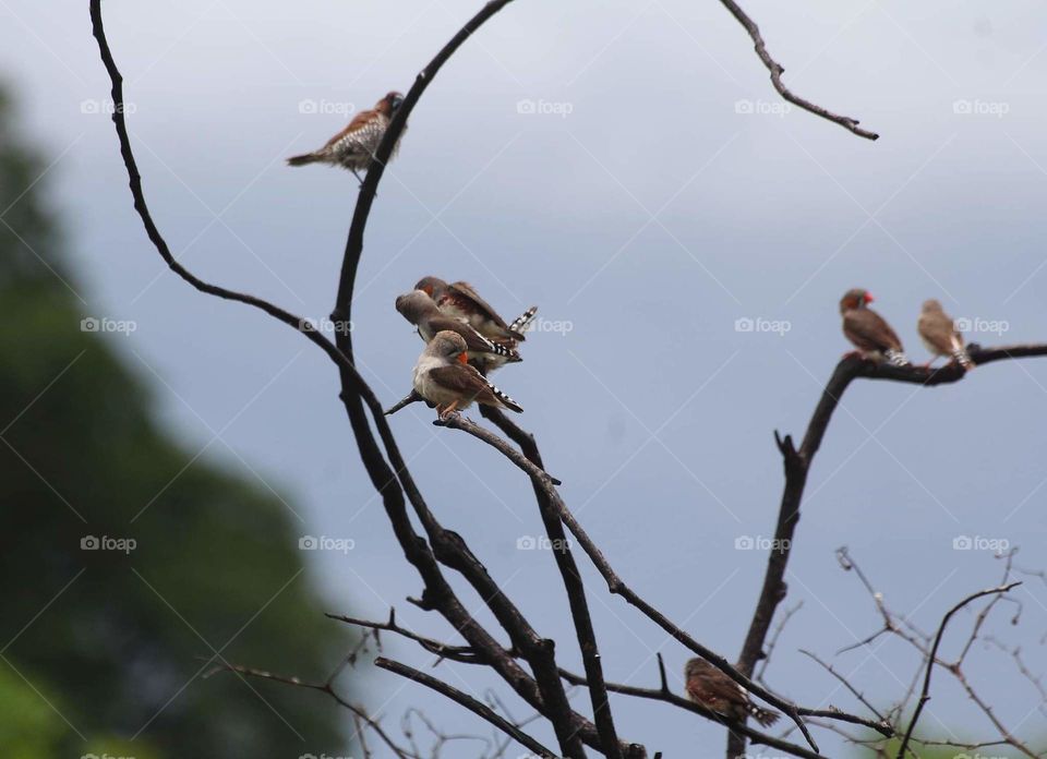 Timor zebra finch group with completed of one species of scally breasted munia . Dryng brach be the favorite site one of them to meet and perching for the long times .