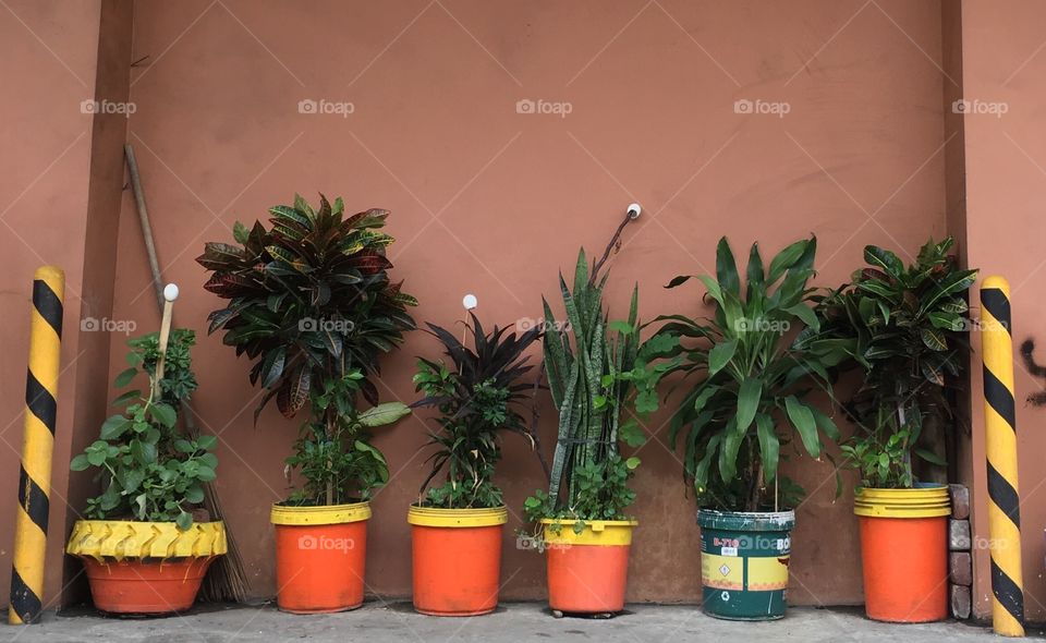 Plants